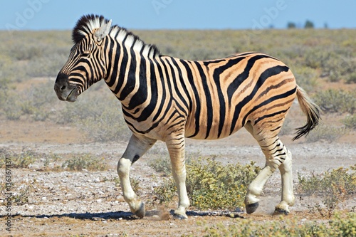 Beautiful Zebra in the Etosha Nationalpark