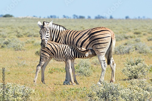 Suckle Zebra in the Etosha Nationalpark