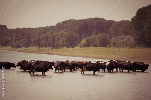 Cows cooling in the river during a hot summer day © Mihai