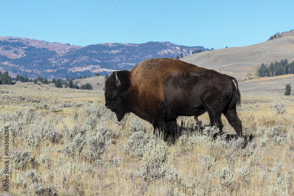 Bison (buffalo) at Lamar Valley, Yellowstone National Park