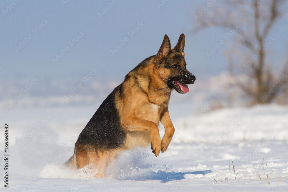 German shepherd dog run in snow German shepherd dog run in snow