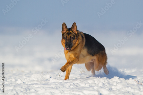 German shepherd dog run in snow