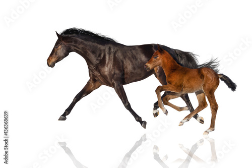 Mare and foal run gallop isolated on white background