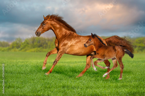 Red mare with colt run on green grass against beautiful sky