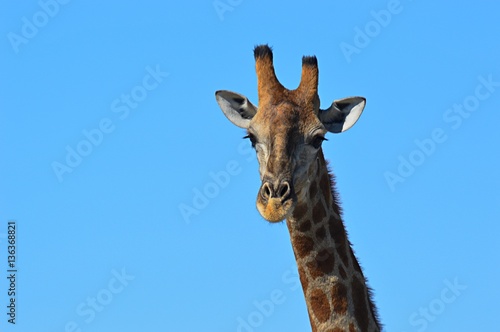Looking Giraffe in the Etosha Nationalpark © Carina