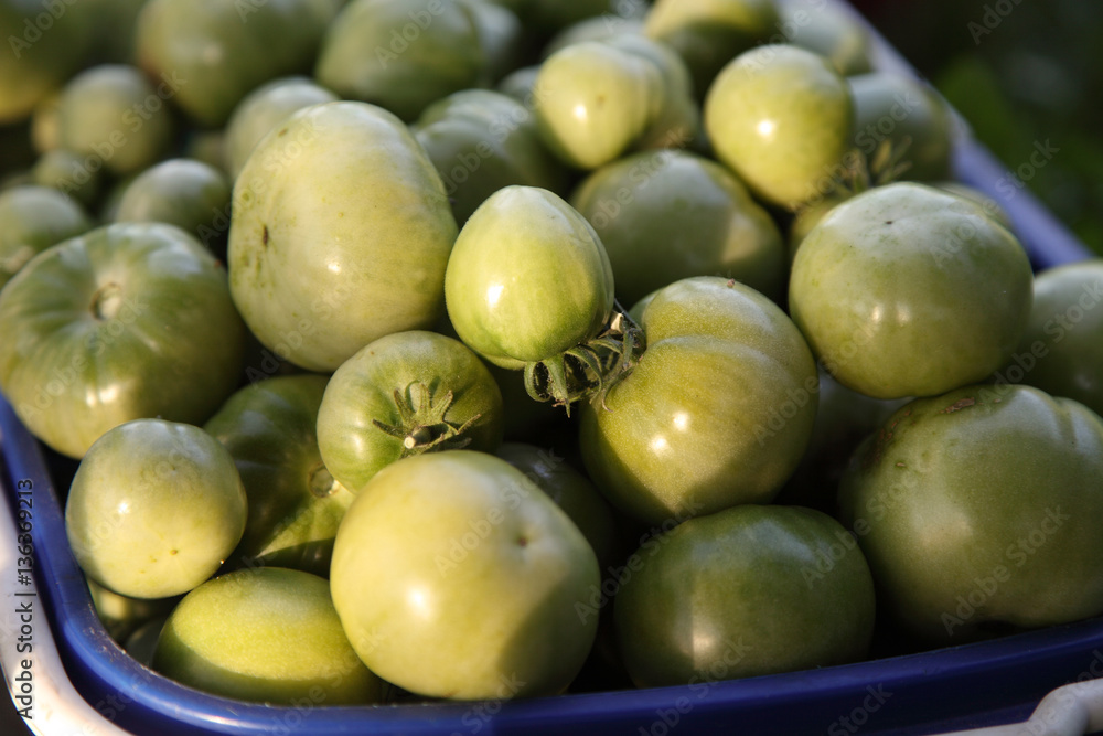 Green tomatoes lie in basket. The harvest in the fall. Green tomatoes lie in basket. The harvest in the fall.