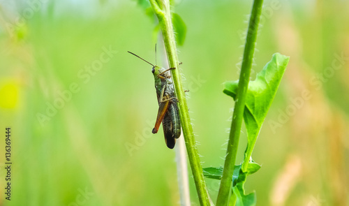 Green grasshopper on the grass. Insects wildlife. Nature macro photo