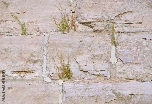 closeup of a stone wall with small palnts growing on it