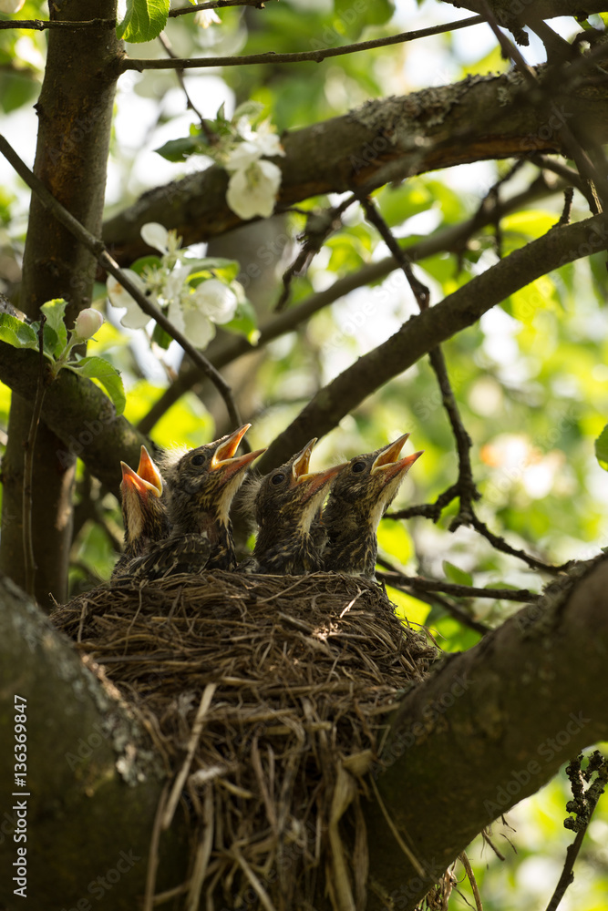 four сhicks in a nest on a tree branch in spring four сhicks in a nest on a tree branch in spring