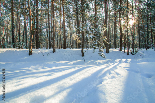 Morning snow forest winter frost sun © RomanovRV