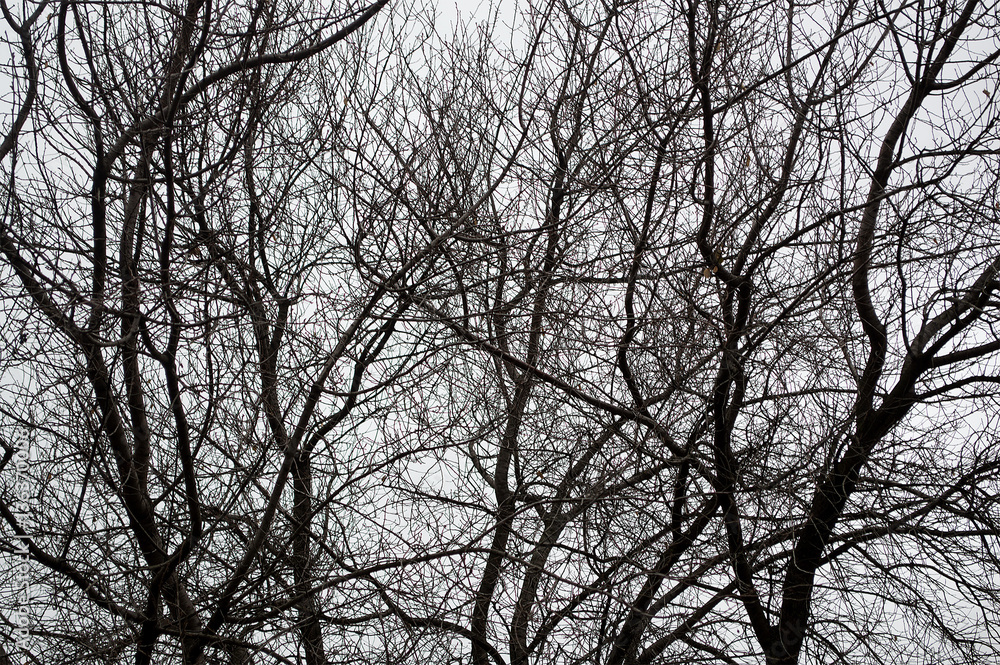 tree silhouettes in the forest tree silhouettes in the forest