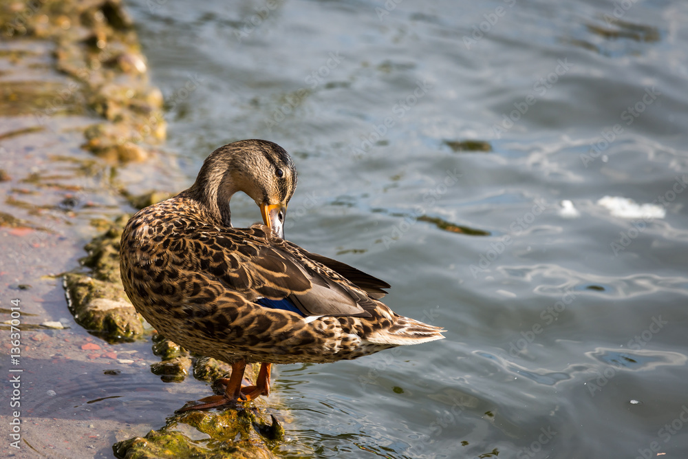 Fototapeta premium duck