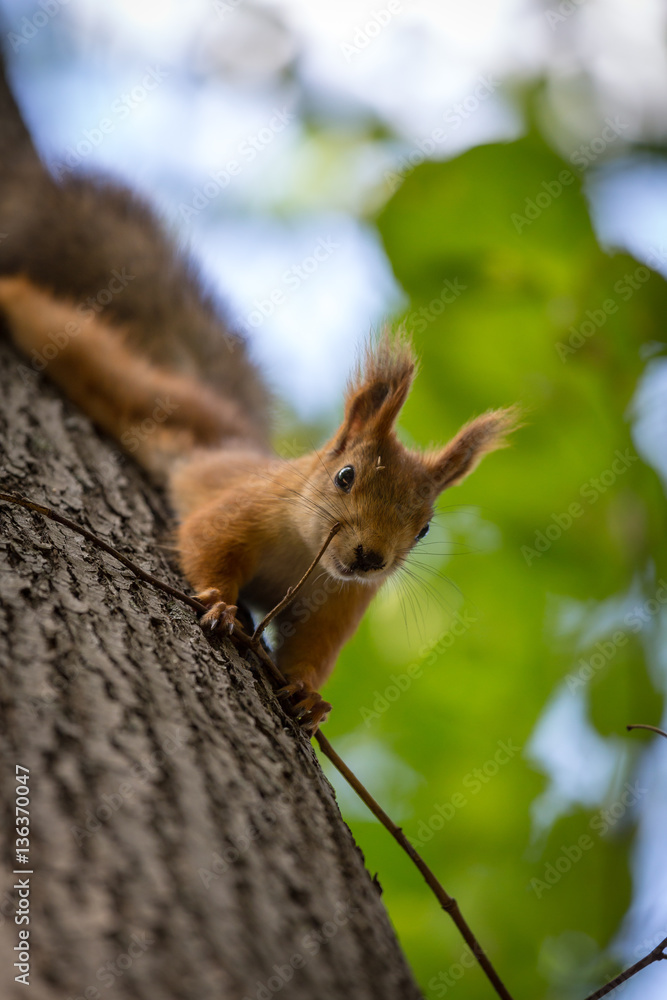 squirrel squirrel