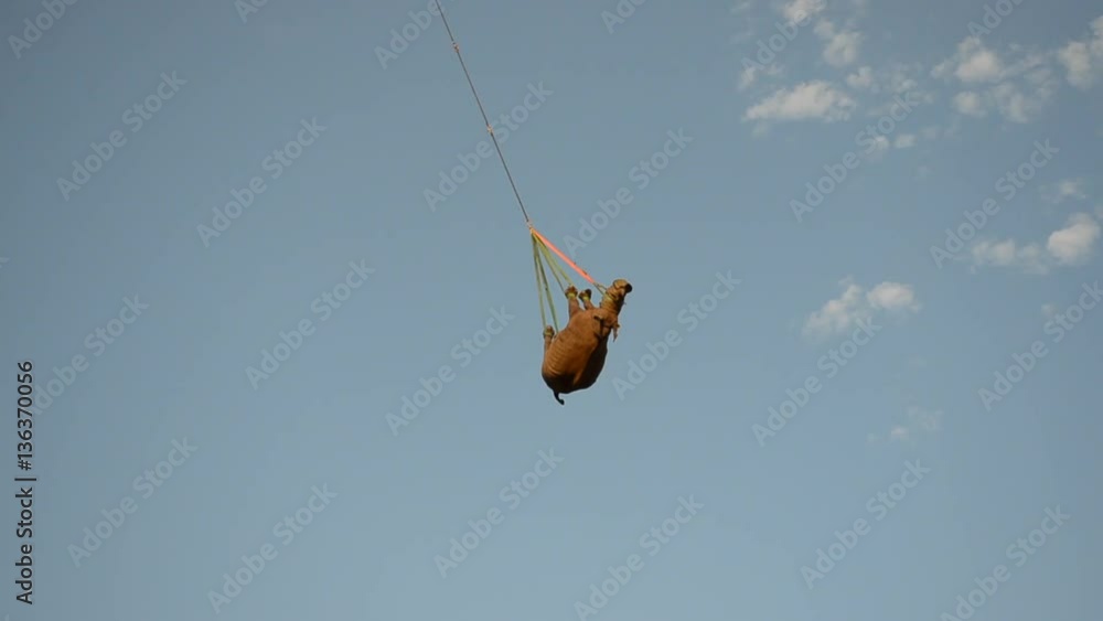 White rhino tied with straps and lifted upside down into the air, and transported by helicopter. White rhino tied with straps and lifted upside down into the air, and transported by helicopter.