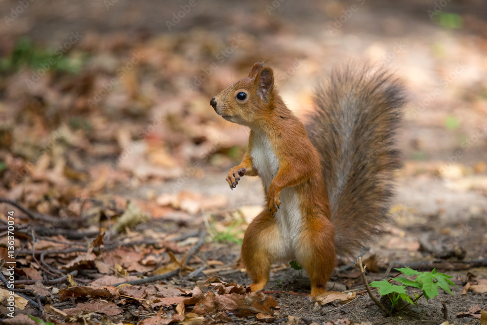 Fototapeta premium squirrel