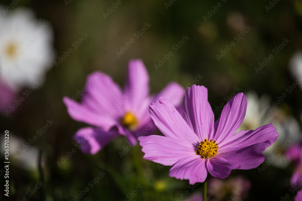 Flowers Flowers