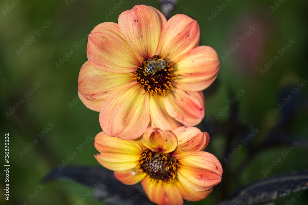 Flowers Flowers