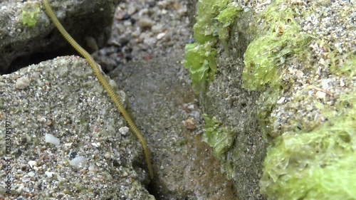 4k, Nereid Worm in the coastline at Pingtung County, Taiwan Kenting National Park Seascape. Nereis latescens is a species of marine segmented worm.-Dan photo