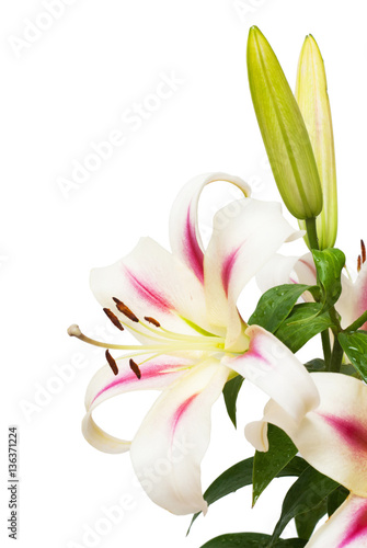 Fototapeta Naklejka Na Ścianę i Meble -  Beautiful bouquet of white lily flower isolated on white backgro