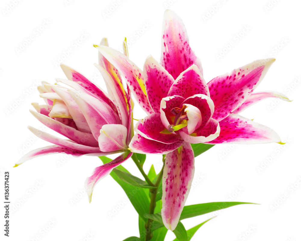 Naklejka premium Beautiful bouquet of pink lily flower isolated on white backgrou