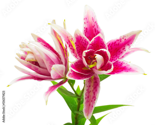Beautiful bouquet of pink lily flower isolated on white backgrou