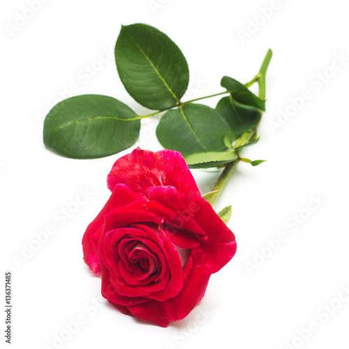 Beautiful flower red rose isolated on white background. Wedding