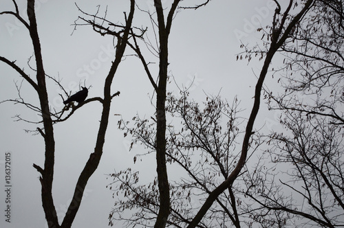 Autumn tree silhouettes in the forest