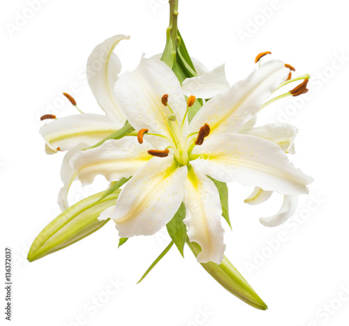 Fototapeta Naklejka Na Ścianę i Meble -  Bouquet of beautiful white lily flowers isolated on white backgr