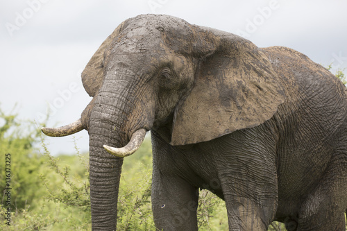 Portrait of wild free roaming african elephant