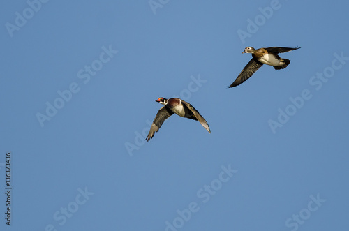 Pair of Wood Ducks Flying in a Blue Sky