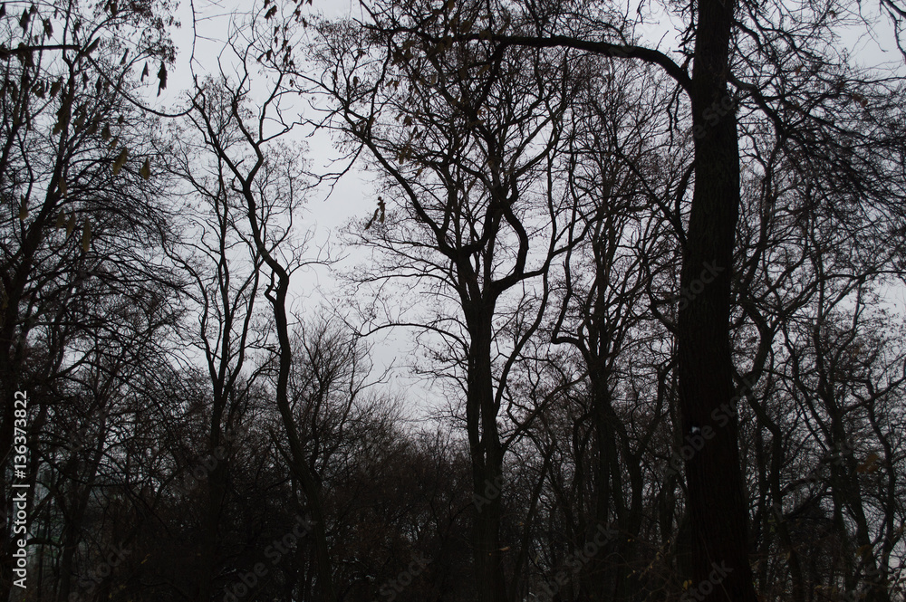 Autumn tree silhouettes in the forest Autumn tree silhouettes in the forest