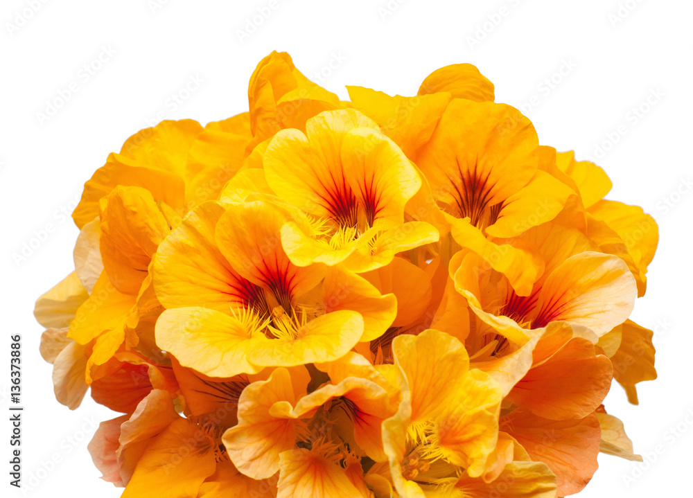 Bouquet of orange nasturtium flowers isolated on white backgroun Bouquet of orange nasturtium flowers isolated on white backgroun