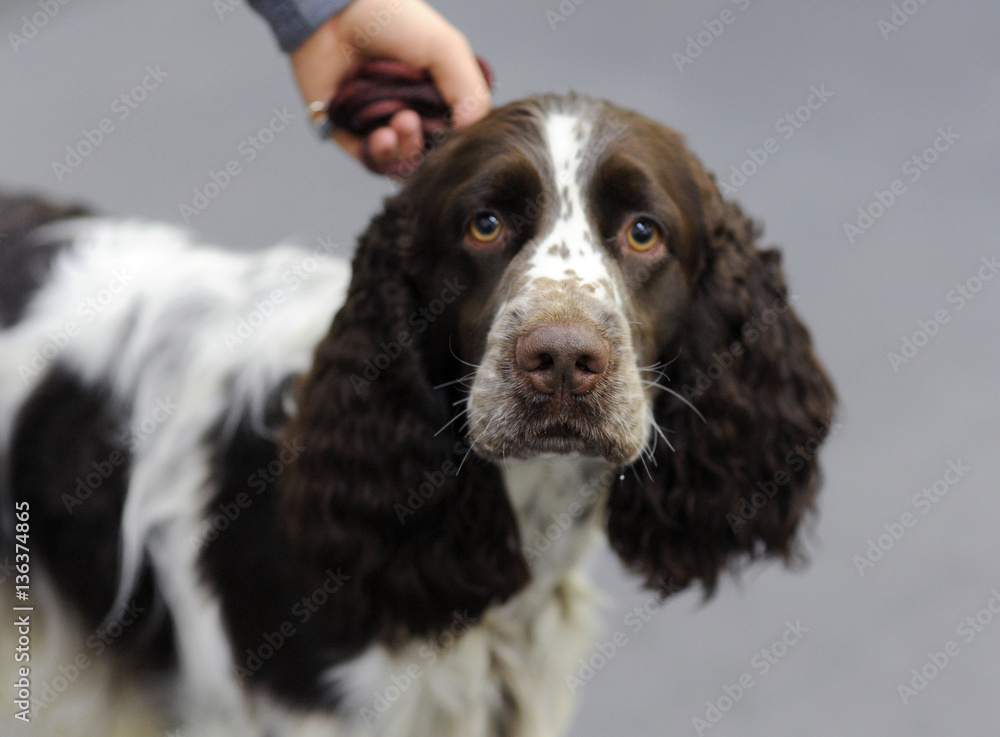 English Springer Spaniel at dog show, Moscow.