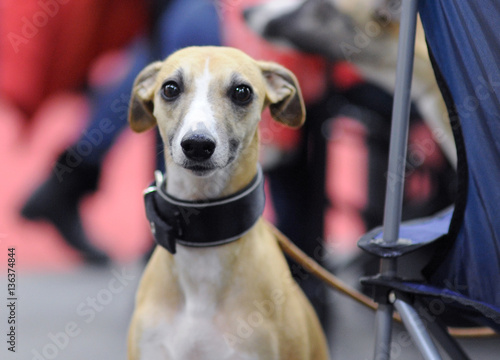 Italian Greyhound at dog show, Moscow.