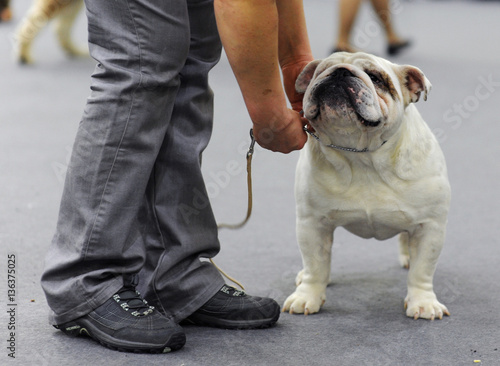 English Bulldog at dog show, Moscow. © fifg