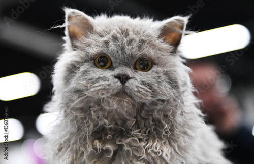 A Selkirk Rex kitten.