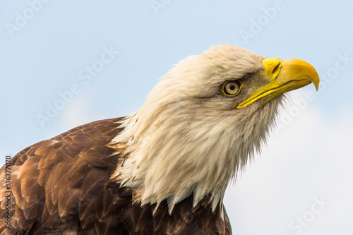 Portrait of a beautiful bald eagle © Cindy
