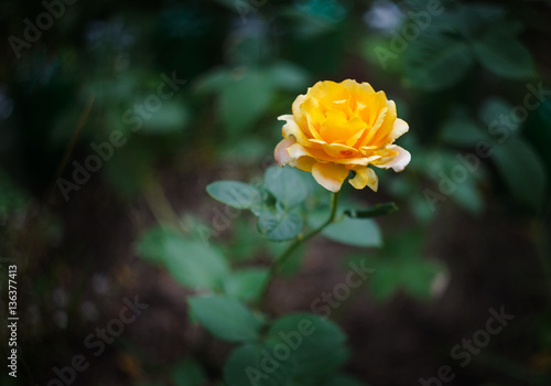 Beautiful yellow rose on a blurred natural background