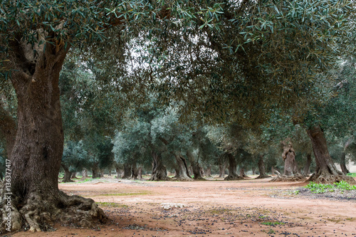 puglia's tree