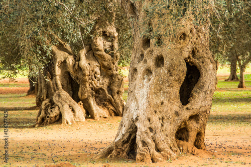 puglia's tree