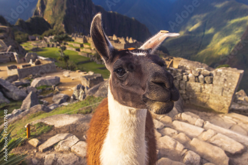 Llama close-up portrait in Machu Picchu, Peru.