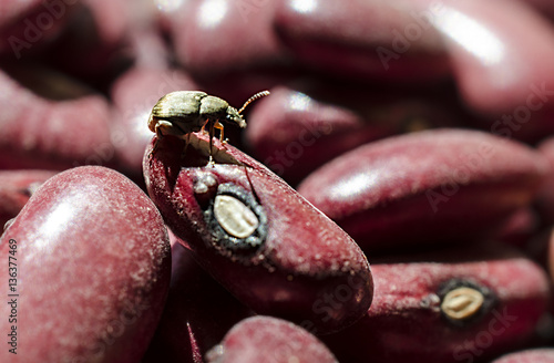 Bean beetle, gorgojo photo