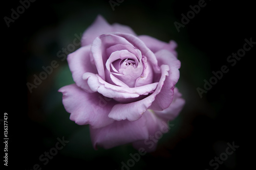 Beautiful violet rose on a blurred dark natural background
