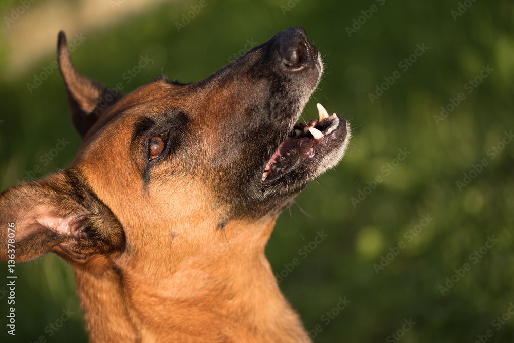 Hundeportrait - Mischling (Malinois, Rhodesian Ridgeback)