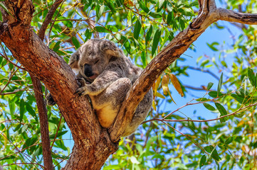 Ingelijste posters Koala Slaperige koala op Magnetic Island  © kovgabor79