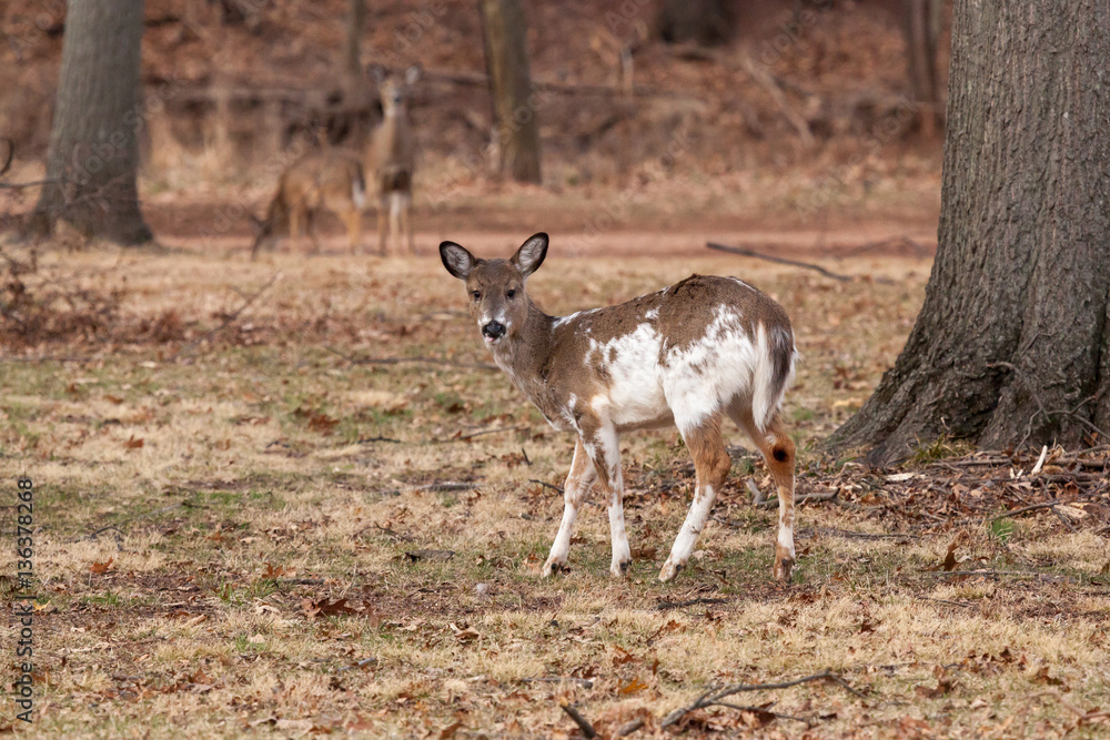 White-tailed Deer Grazing Near Woods White-tailed Deer Grazing Near Woods