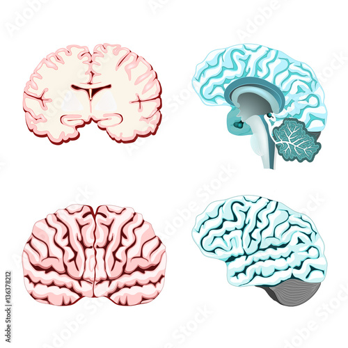 Isolated brain cross section.