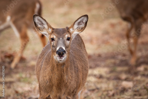 Fototapeta Naklejka Na Ścianę i Meble -  White-tailed Deer Grazing Near Woods