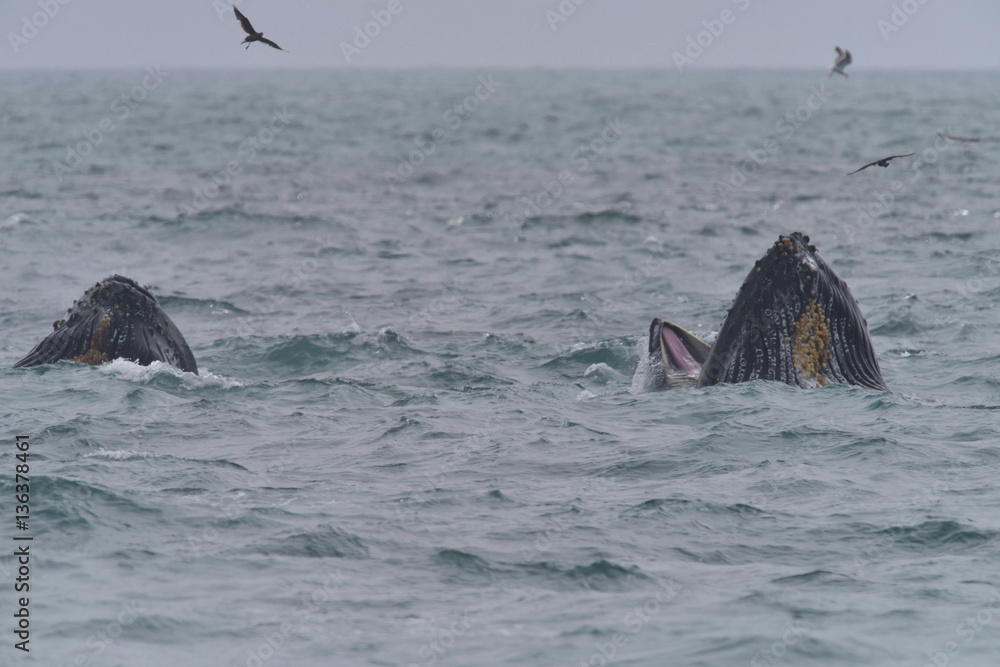 Fototapeta premium Humpback Whale emerging from ocean surface jaws open tongue visible
