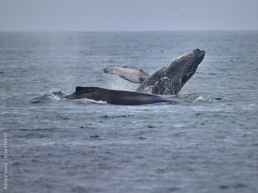 Obraz premium Humpback Whales splashing in Ocean Waters